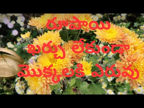 శ్రమ,ఖర్చు లేకుండ మొక్కలకి ఎరువు/ fertilizer for plant without money/Naliniravindraprasd/garding