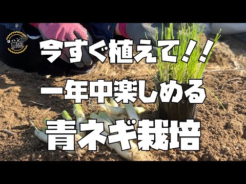 【青ネギ】植えなきゃ損！今からが栽培しやすい季節！！【青ねぎ】【農家の家庭菜園】