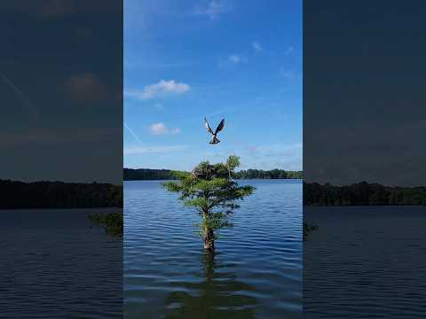 Osprey Guarding Nest #nature #wildlife #birds