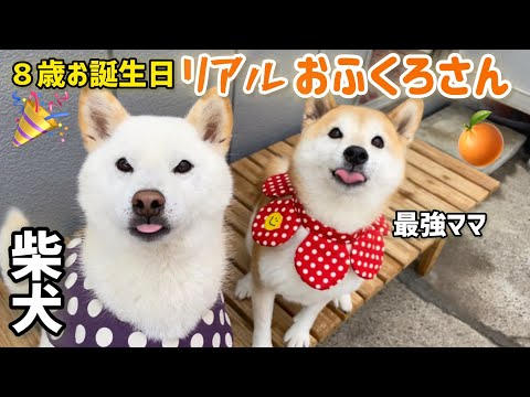 柴犬最強ママが8歳誕生日に興奮したらリアルおふくろさんになってました(笑)