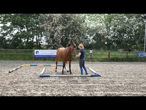 Horse Exercises | Maze 2 Backwards