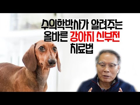 강아지 신부전의 원인과 치료 및 예방법