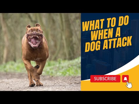 Surviving a Canine Confrontation: What to Do When a Dog Attacks