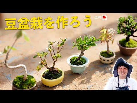 Let's make a bean bonsai! Juniper, Satsuki, Maple, Quercus, Pyracanthus [Bonsai Q]