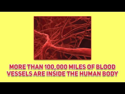 More Than 100,000 Miles Of Blood Vessels Are In The Human Body