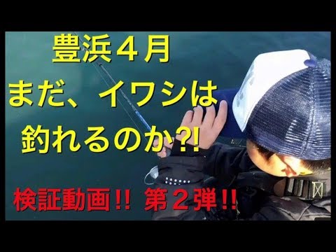 [小学生] 豊浜4月イワシは、まだ釣れるのか！？　検証動画‼　第2弾‼