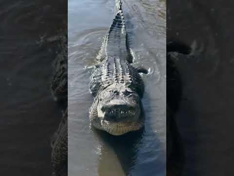 Biggest Alligator Bellows! #youtubeshorts  #alligator #naturesounds #shirts