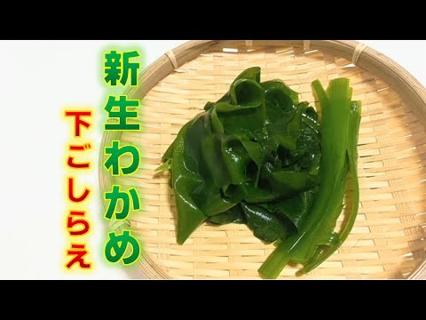 春の味覚〝新生わかめ〟の下ごしらえ(Preparation of new wakame seaweed)