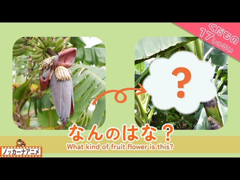 【17種類】なんの果物の花かな？知育動画【赤ちゃん・子供向け】What kind of fruit flower is this?