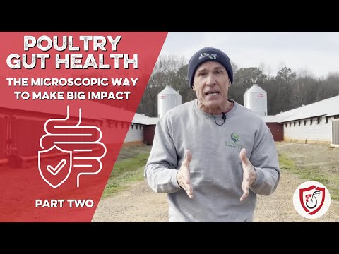 Poultry Gut Health: Pt. 2- Challenges to Gut Health