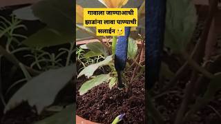 बाहेरगावी जाताना झाडांना पाणी घालायचा सोप्पा उपाय|Automatic watering system forplants|Self watering