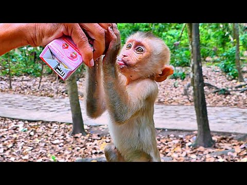 Monkey Luna is always Leave Poor Baby LUNO alone, So he gets a little milk from his mother.