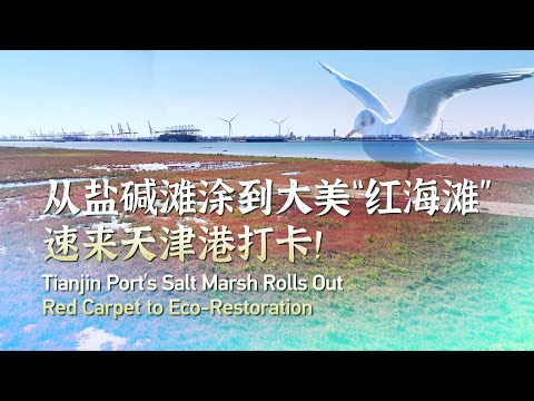 Tianjin Port's salt marsh rolls out red carpet to eco-restoration