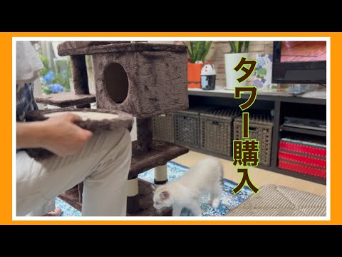 【ラグドール】キャットタワー購入しました♪気に入ってくれるかなぁ❗️