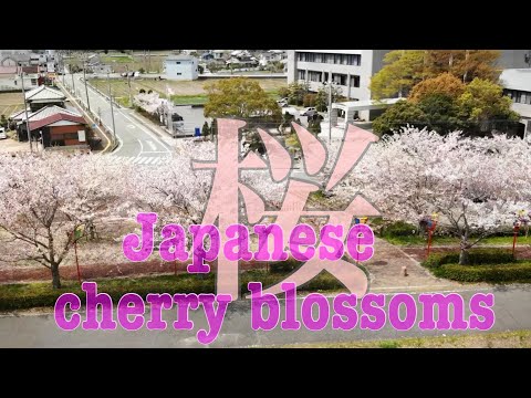 桜SAKURA  japanese cherry blossoms