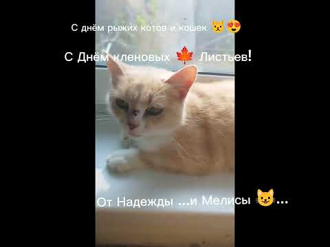 18 Сентября С Днём рыжих котов и кошек 😾👍😘🤗 С Днём кленовых 🍁🍁🍁 Листьев!