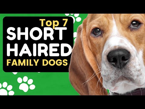 Top 7 Best Short Haired Family Dogs 101