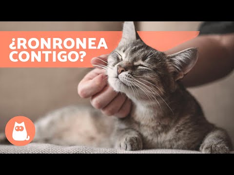 ¿Por qué MI GATO RONRONEA cuando lo ACARICIO? 😻🖐🏻 (5 Motivos)