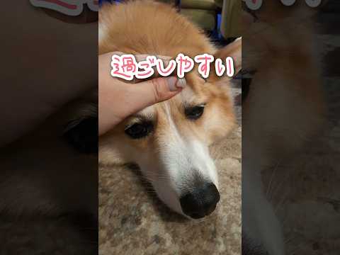 過ごしやすくなった柴犬とコーギー #柴犬スティーブ