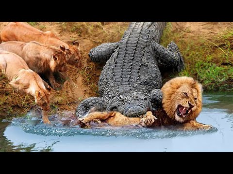 30 Times Animals Messed With Wrong Opponents !