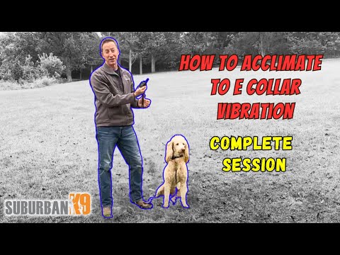 E Collar Training For Beginners: Acclimate to Vibration