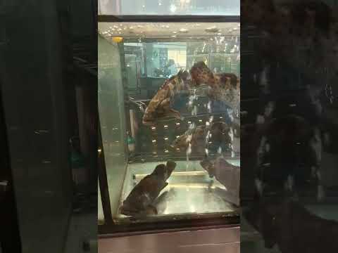 Vlog #1076 THE FISHES IN AQUARIUM