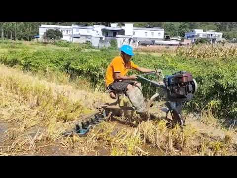 Happy and crazy mini super little iron cow paddy field