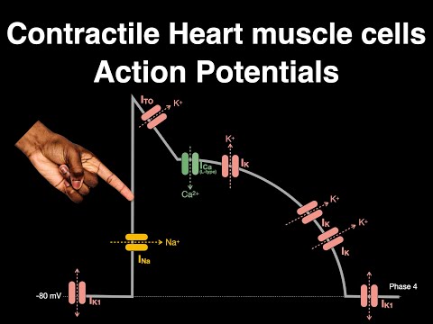 Action Potential: Contractile cardiac muscle cells #heart #physiology #actionpotential