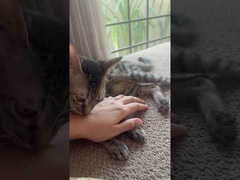 Kitten grooming mr #catshorts #kitten #cats