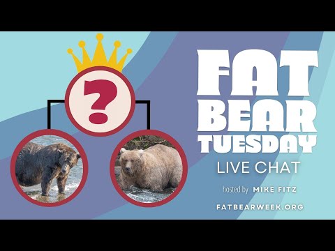 Fat Bear Tuesday | Brooks Live Chat