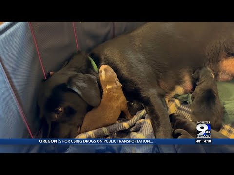 Eight puppies born two nights before Christmas currently under foster care with their mother