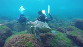 「八丈島ダイビングショップアラベスク」