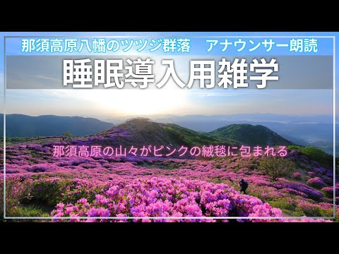 【睡眠導入用　雑学　朗読】【那須高原】【八幡のツツジ群落】ピンクの絨毯の４K映像