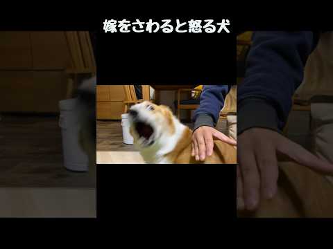 嫁をさわると怒る💢犬