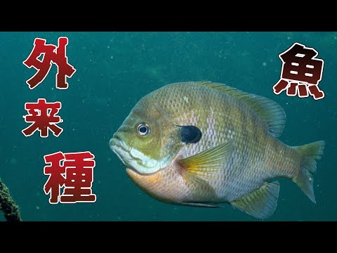 【危険】日本にいる外来種の魚