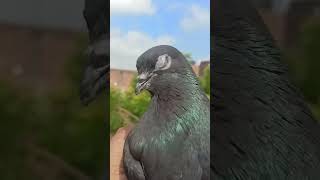 😱😱 #pigeonbreeds #kabootar #blackpigeon #pigeontypes #trendingshorts #pigeonlove