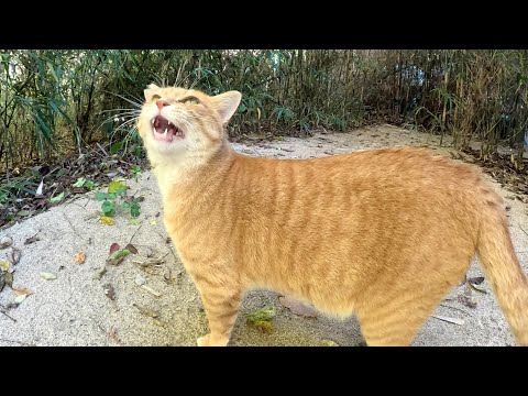 A cat meows cutely to guide humans to a secret base