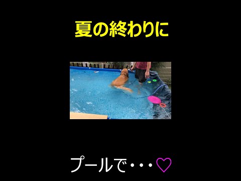 夏の終わりに犬用プールでゴールデンレトリバーとトイプードルとチワワで水遊び必死に泳ぐ犬と優雅に泳ぐ犬が可愛すぎる（笑）