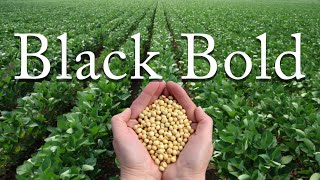 "Black Bold Soybean: उच्च उत्पादन और लाभदायक" सोयाबीन हमारा अनुभव #soyabean