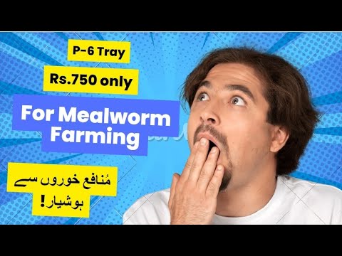 Mealworm Farming | P-6 Tray or Crate | Available at half price