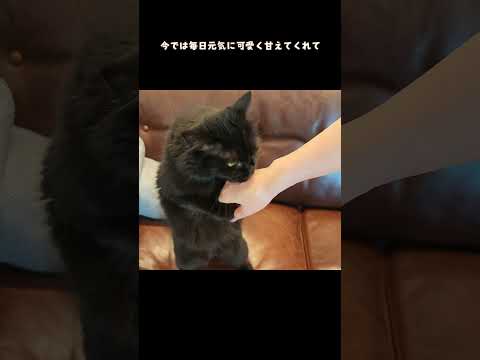 寂しがり屋の黒猫モカちゃん