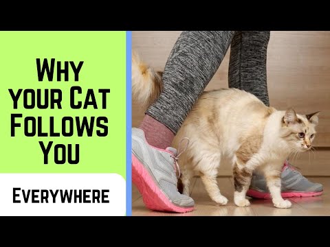 7 Reasons Why Your Cat Is Following You Around?