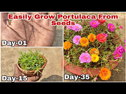 How To Grow Portulaca/9'O Clock Flowers From Seeds With Updates