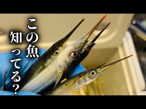 アジやサバのサビキ釣りもいいけど夏はこれでしょっ⁉︎