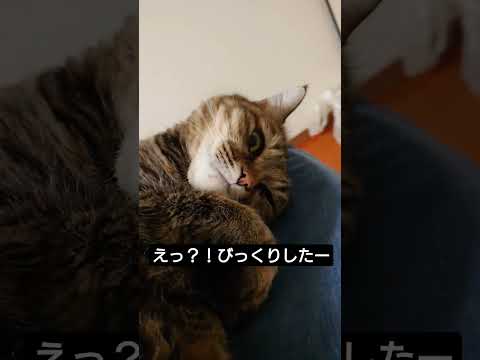 ネコは夢の中で