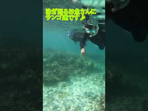 【石垣島】朝凪の海。ご紹介します。9月25日シュノーケリングツアー動画