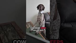 coworker keeps circling back German Shorthaired Pointer... 🤓🤣🐶#monday #new #shorts #ytshorts #viral