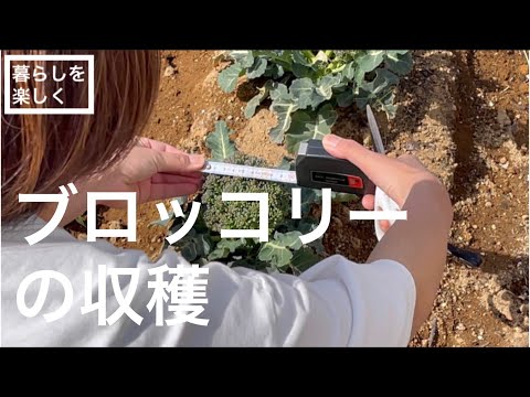 【暮らしを楽しく】ブロッコリーの収穫