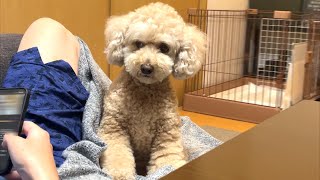 携帯ばかりいじってるパパが気に入らない大きいトイプードル【デカプー】【トイプードルのロアくん】【toy poodle】