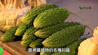 【保種】野菜新勢力｜阿美族野菜復興運動 (我們的島 第928集 2017-10-30)